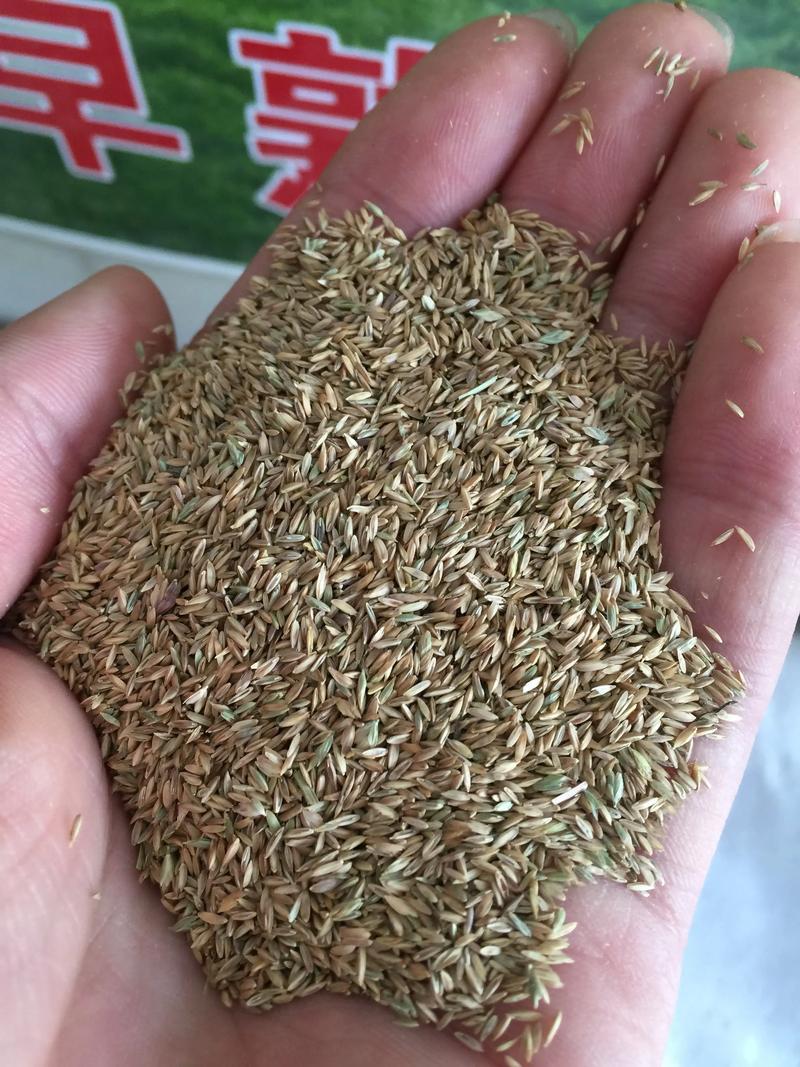 大连种子批发市场的最新动态