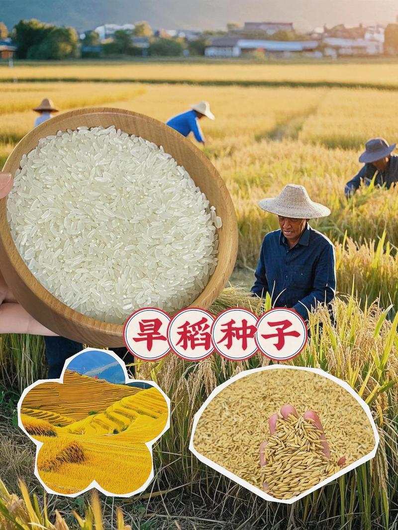 大豆种子：引领现代农业的绿色革命