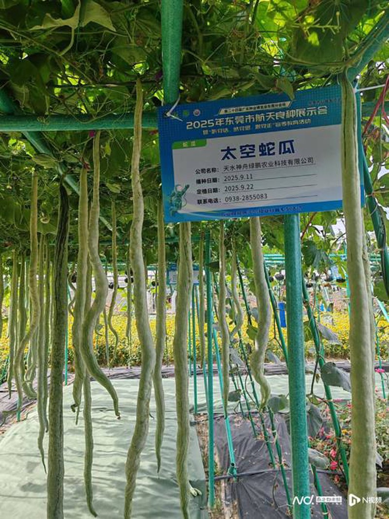 水稻种子: 绿色农业的金钥匙