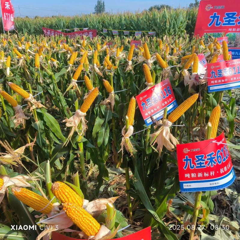 农业科技引领未来:农作物良种种植新趋势