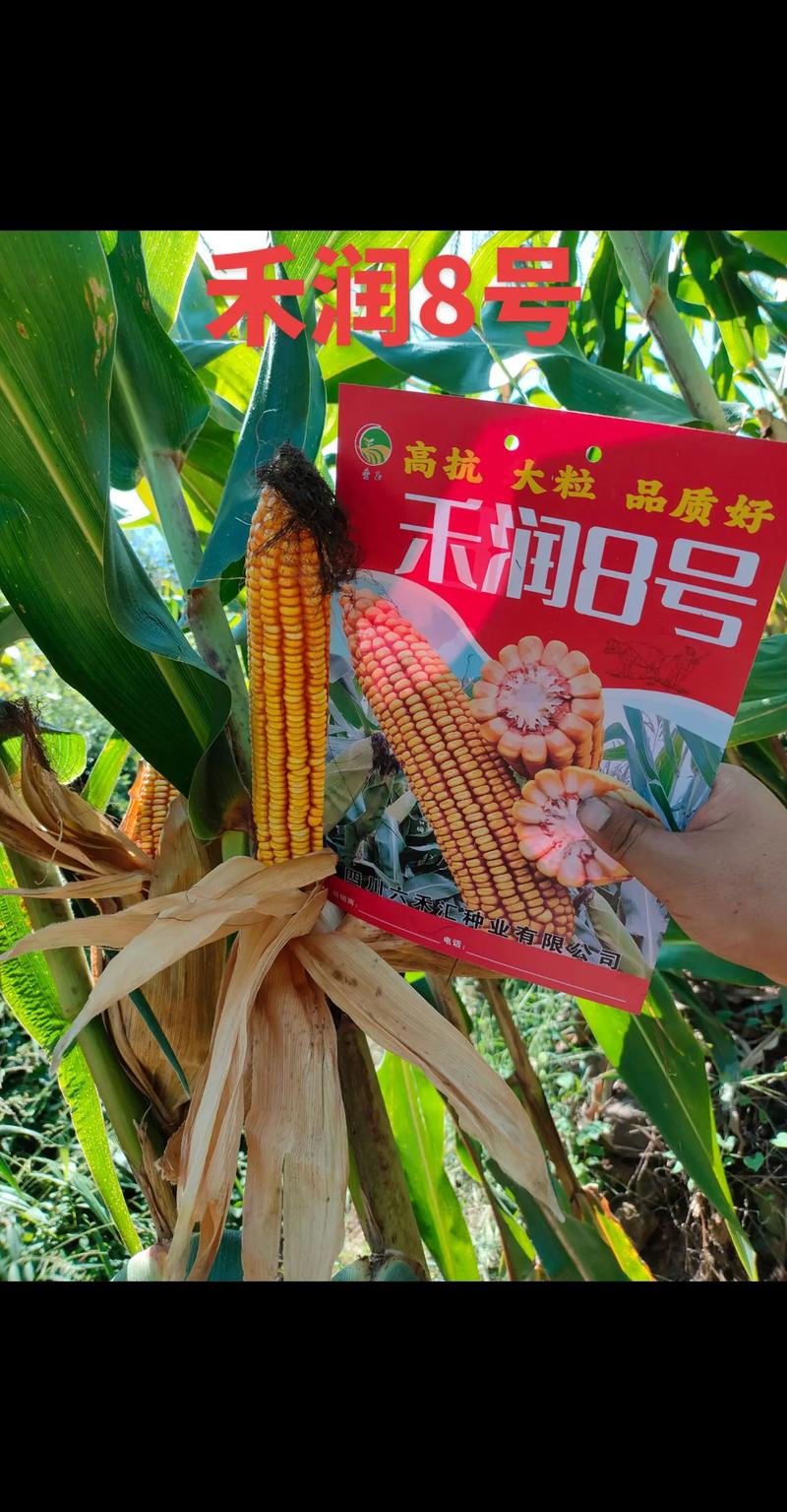 大连种子批发：市场动态与前景展望