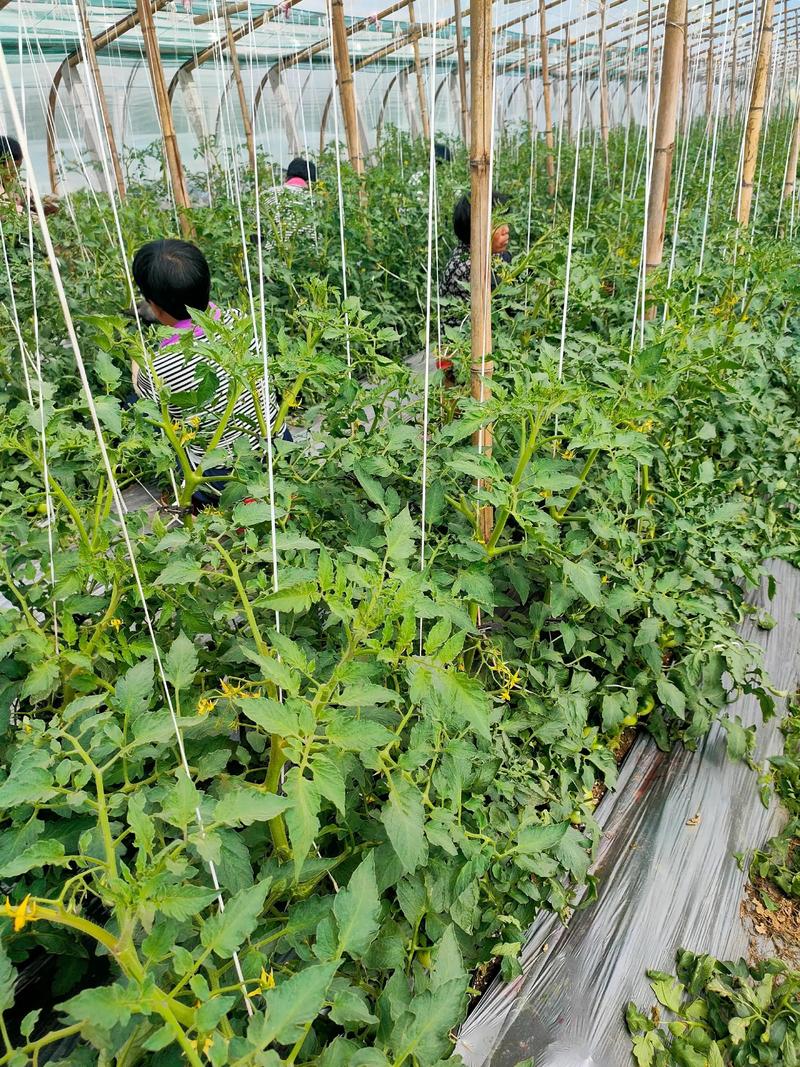 玉米种子市场新动向：育种技术革新与品种改良
